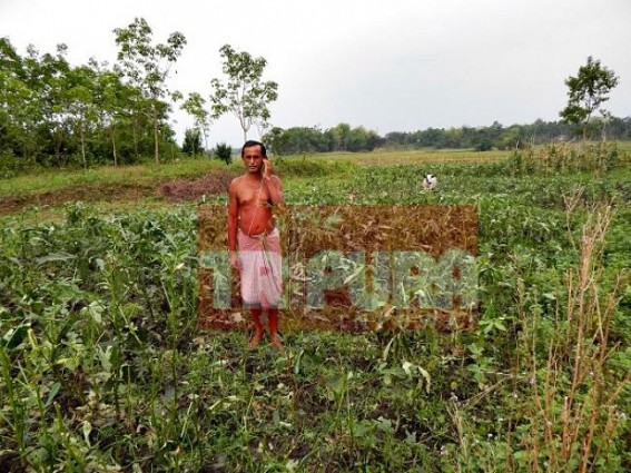 Farmers left reeling after hail storm caused record-damages the North Tripura's cultivation Farmers left reeling after hail storm caused record-damages the North Tripura's cultivation
